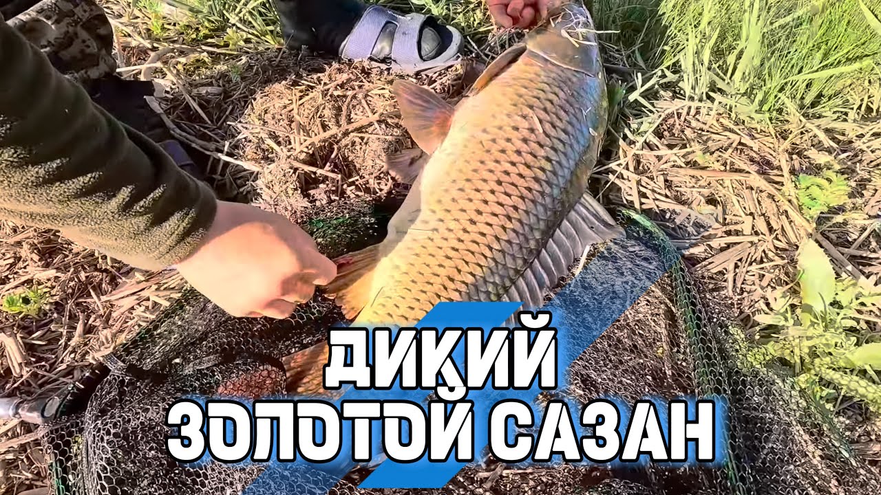 ТРОФЕЙ С ОЗЕРА УЗЫНКОЛЬ, ЭТО САЗАН!