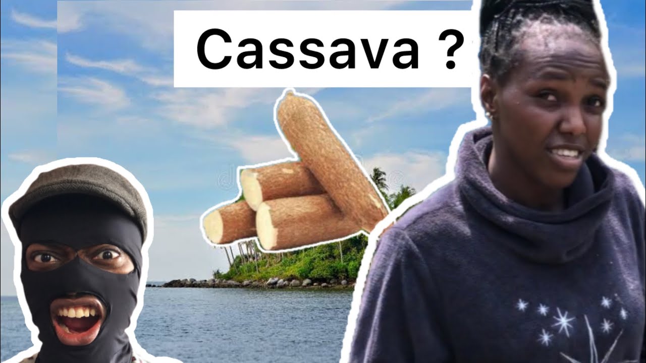 Can Cassava Make $20 A Day Farming on A Remote Island ?