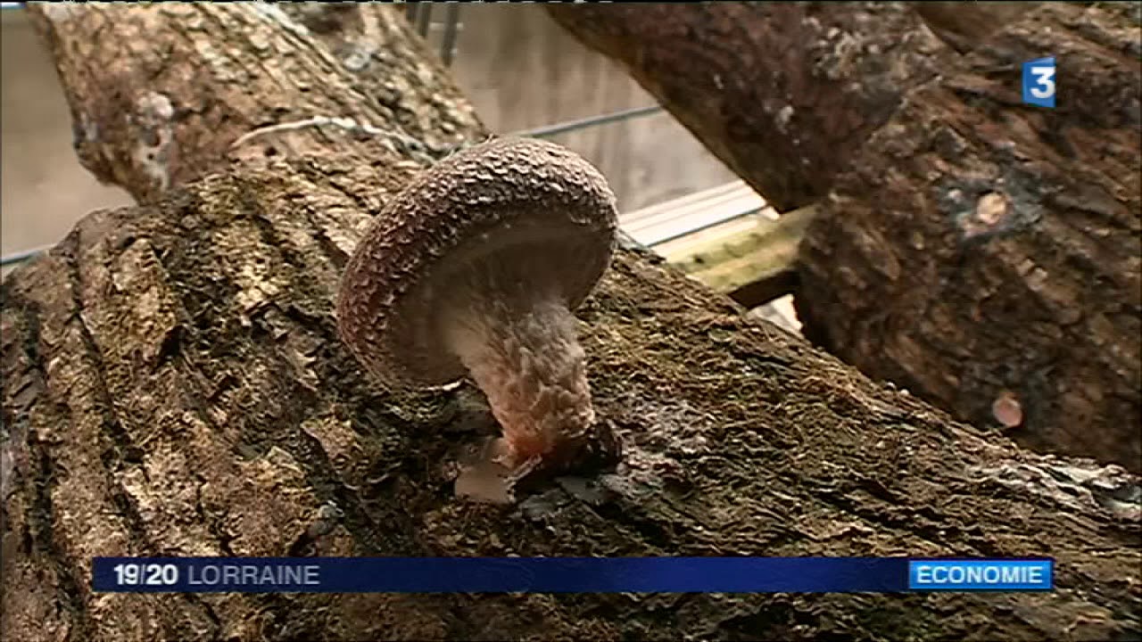 Connaissez vous le champignon shiitaké ?