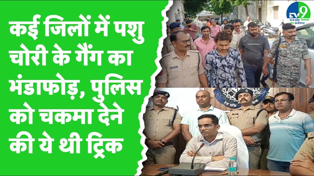 Chhatarpur police ने पशु चोरी के गिरोह का किया पर्दाफाश, इतने सारे मवेशी किए थे चोरी