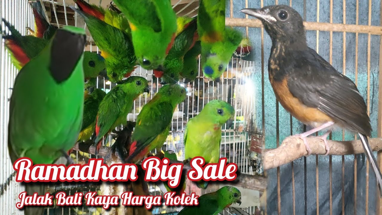 Ramadhan Big Sale Harga Burung Bahan Di Jual Murah 