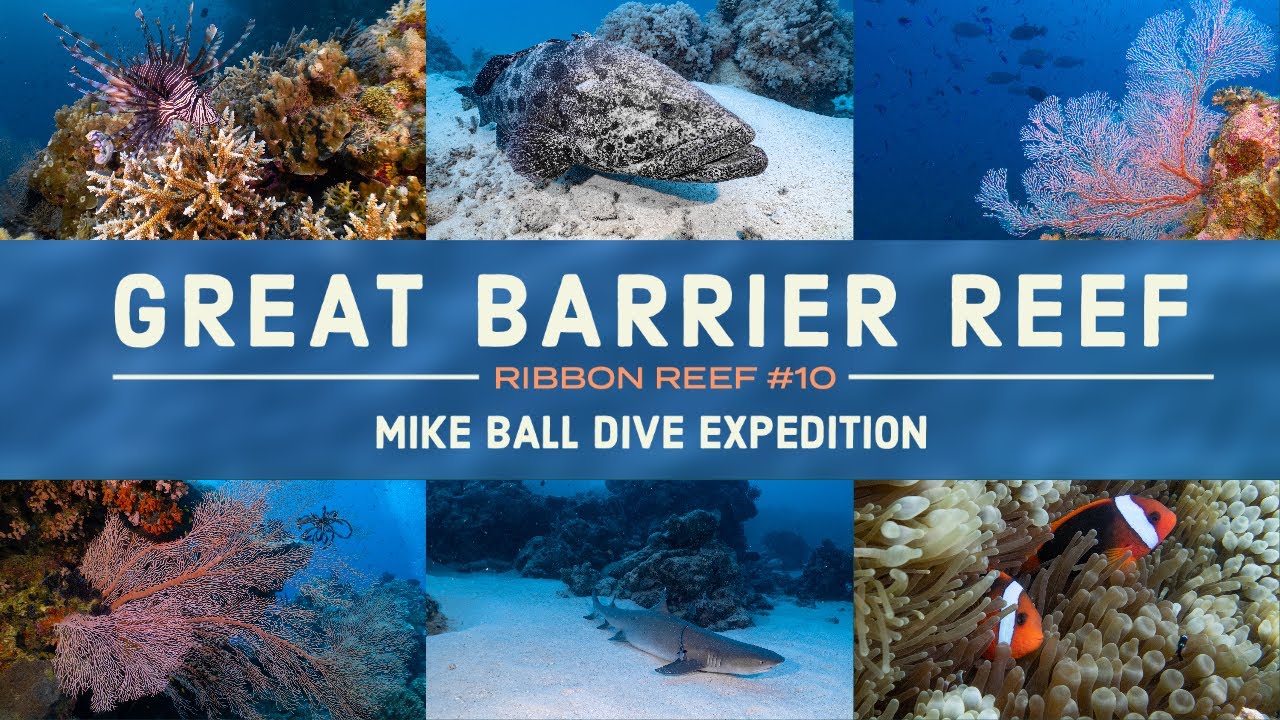 EPIC GREAT BARRIER REEF! Diving Cod Hole and Ribbon Reef 10.