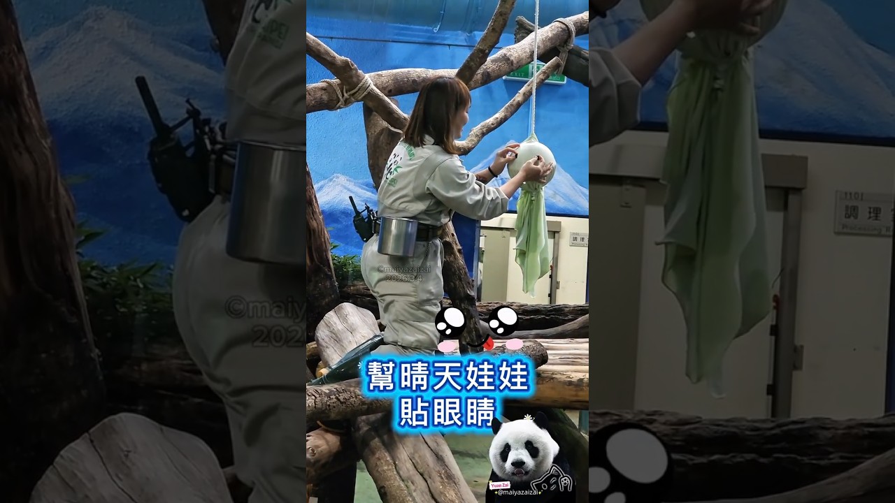 保育員想幫圓仔的晴天娃娃貼上眼睛，能成功嗎？2026.3.4 #yuanzai