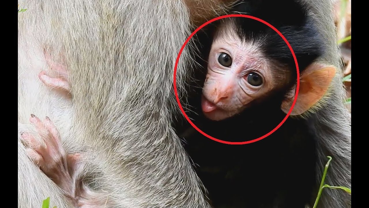 Why Newborn Baby monkey Bellina has Red eyes Problem ?
