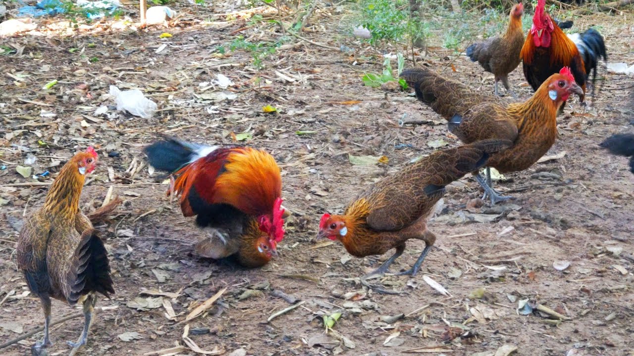 Breeding wild chickens | Many roosters on the farm