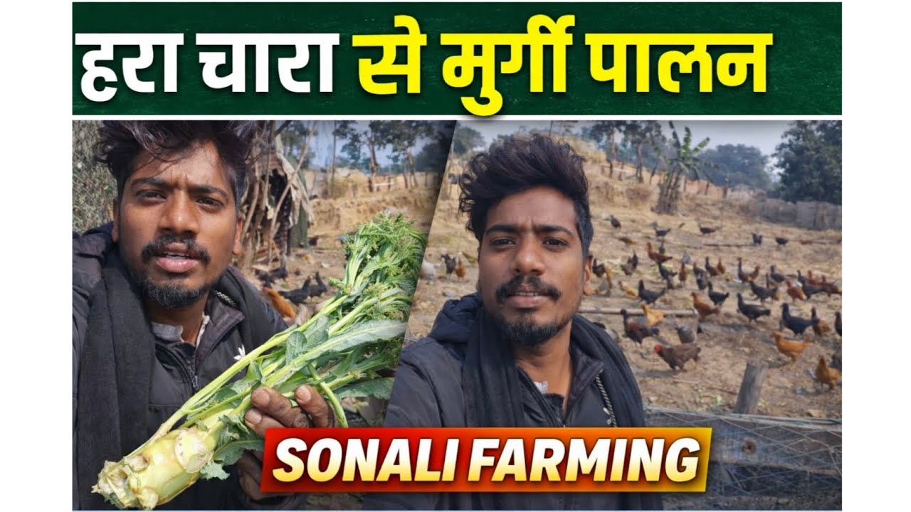 हारा चारा से मुर्गीपालन कैसे करें 
