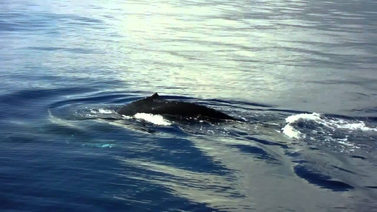 Maui Humpback Mugging & Breaching!