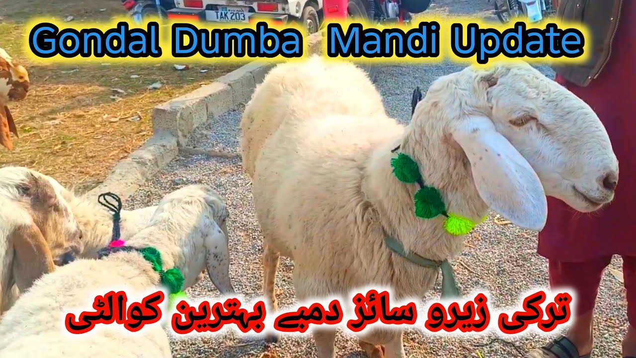 Gondal Dumba Mandi Update | Turkish Fancy Dumbaa Zabardast Rates | Gondal Mandi 