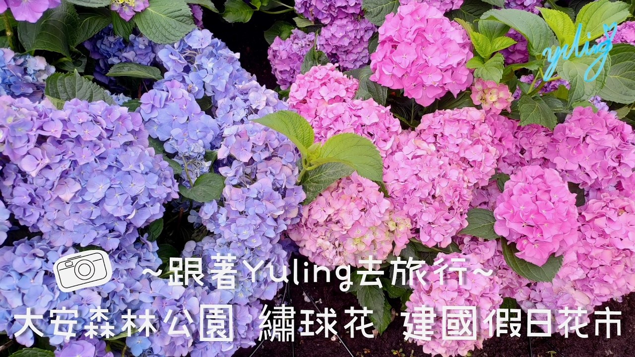 ~跟著Yuling去旅行~ 大安森林公園 繡球花 建國假日花市 - VLOG 39 / To create a life ❤️