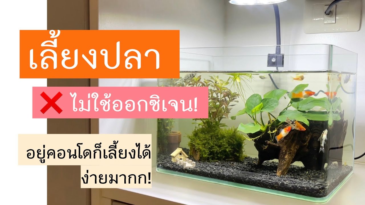 เลี้ยงปลา ไม่ใช้ออกซิเจน! อยู่คอนโดก็เลี้ยงได้ ง่ายมาก!
