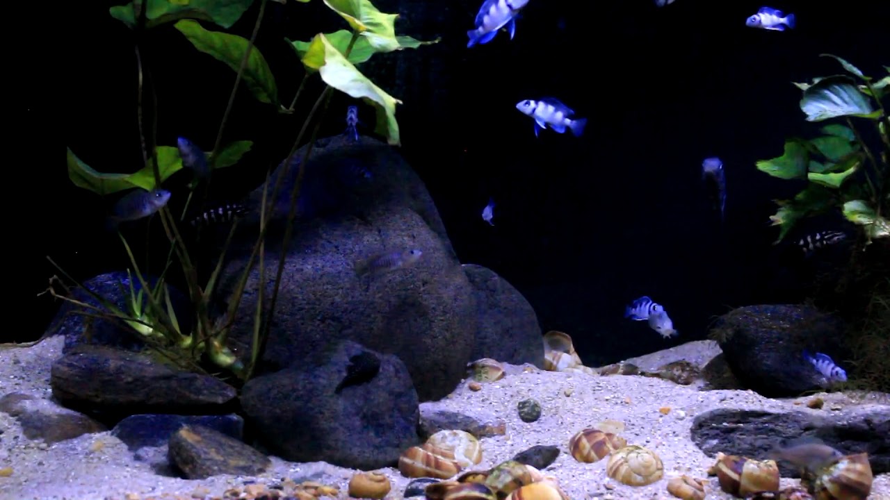 Relaxing Lake Tanganyikan Display Aquarium- #3