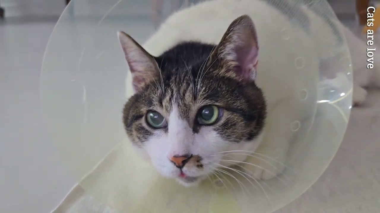 암에걸린 내 고양이