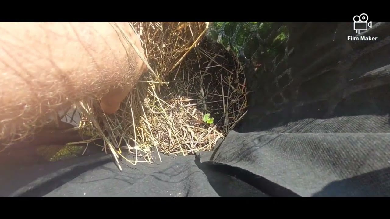 inner-city mini farming