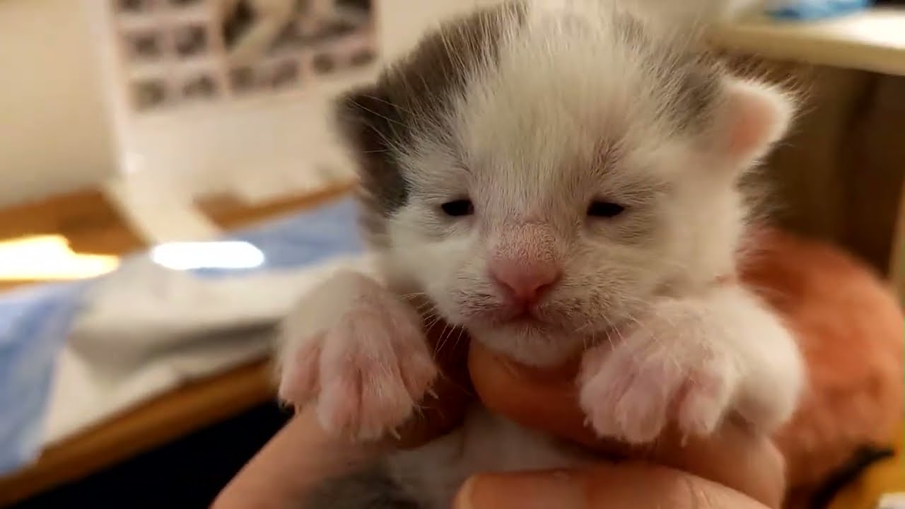 Kitten Closeup 2022-10-06