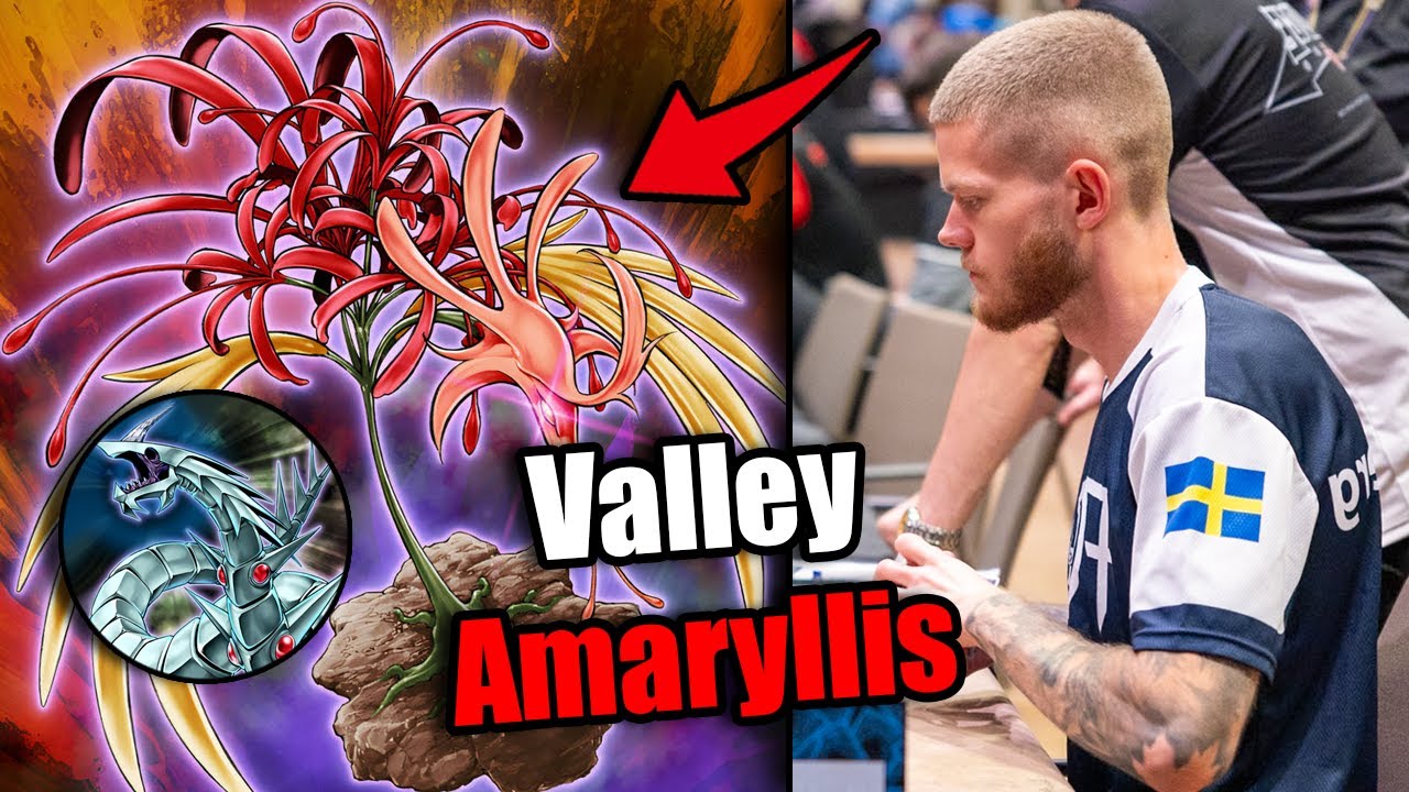 THIS Makes Amaryllis Dominate