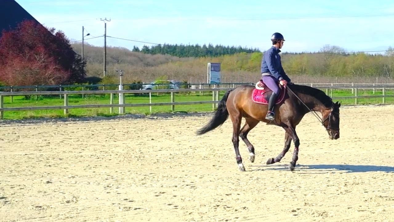 Mon cheval m'arrache les rênes vers le bas