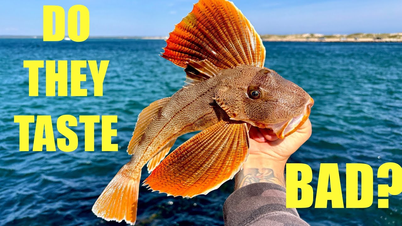 Прилов, который никому не нужен | Морской дрозд: ловля чистого кука | Рыбалка с причала