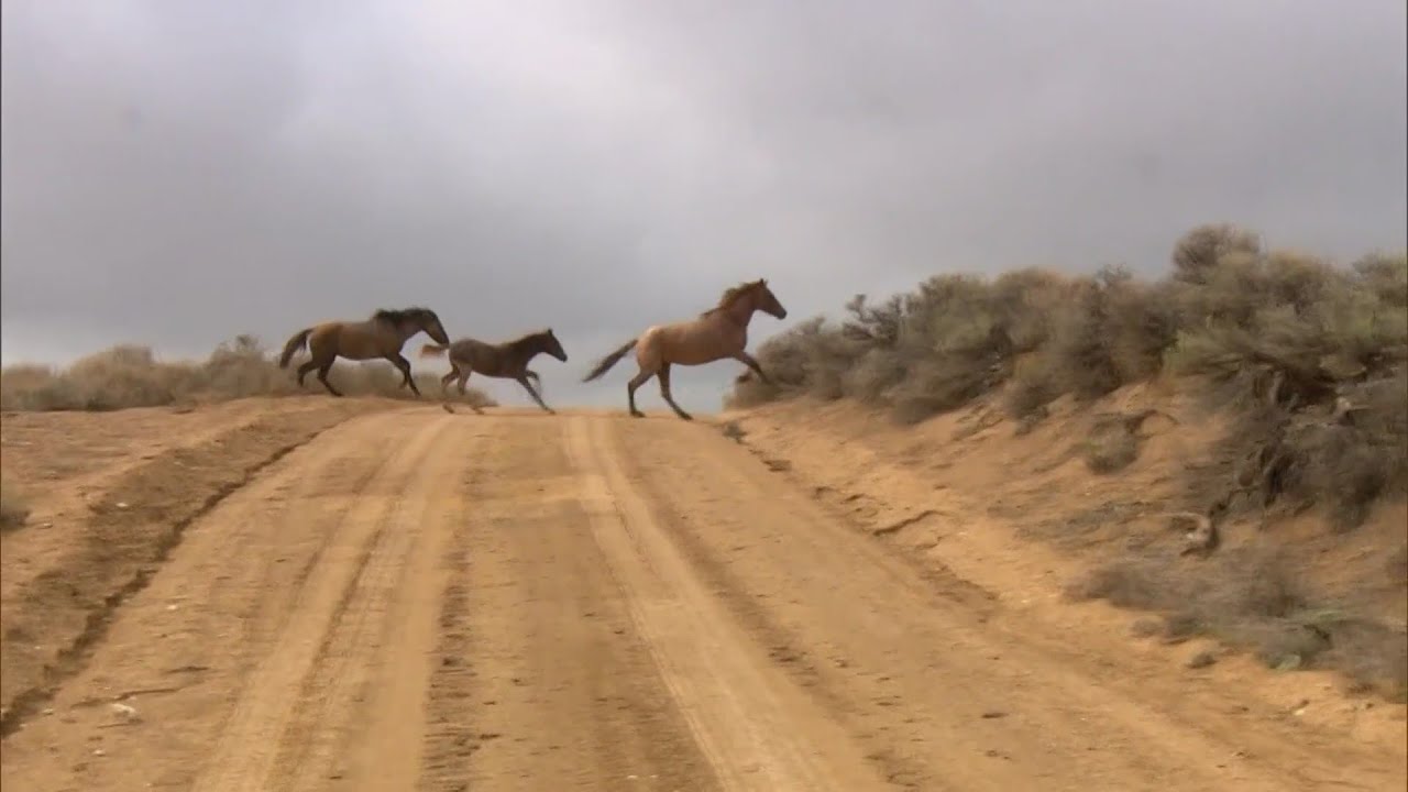 Bureau Of Land Management Moves Up Wild Horse Roundup