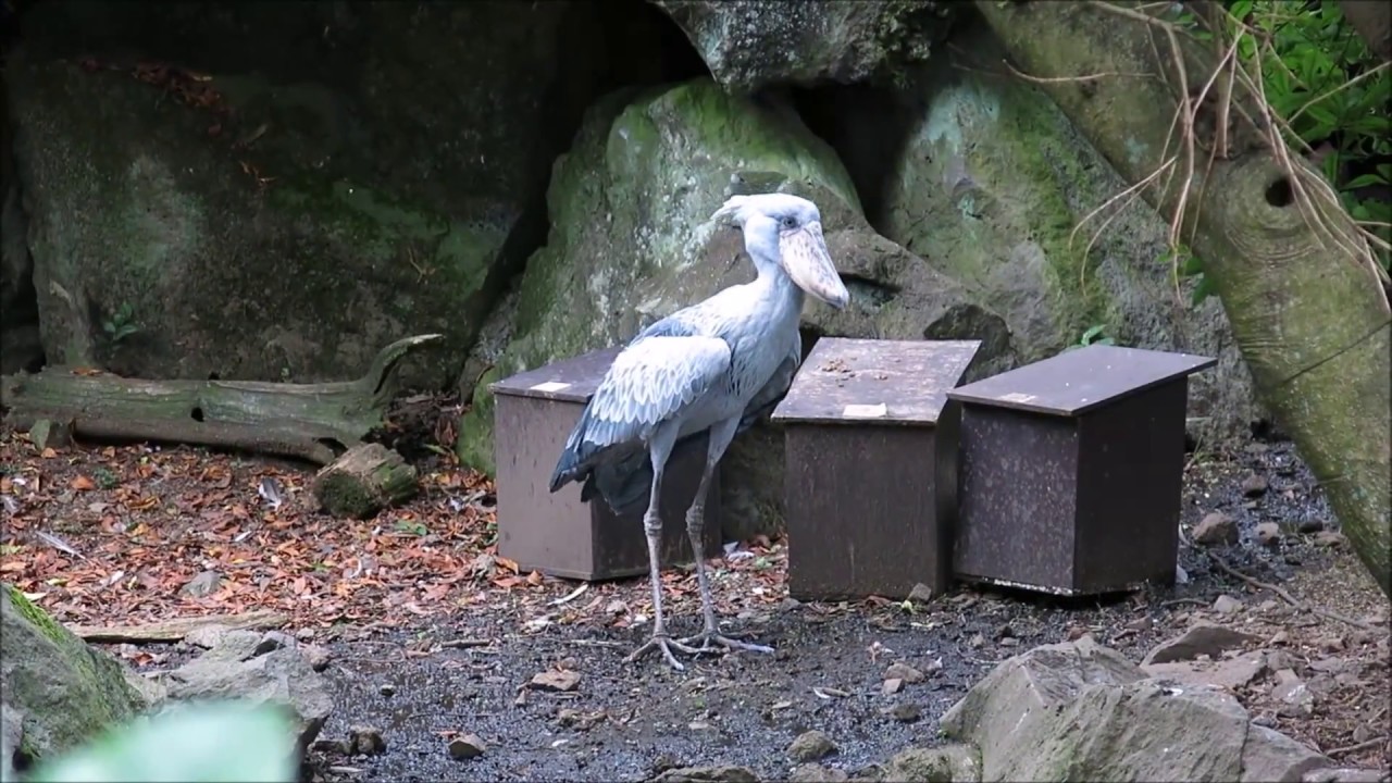 飼育係り氏を慕うビル様@伊豆シャボテン動物公園のハシビロコウ