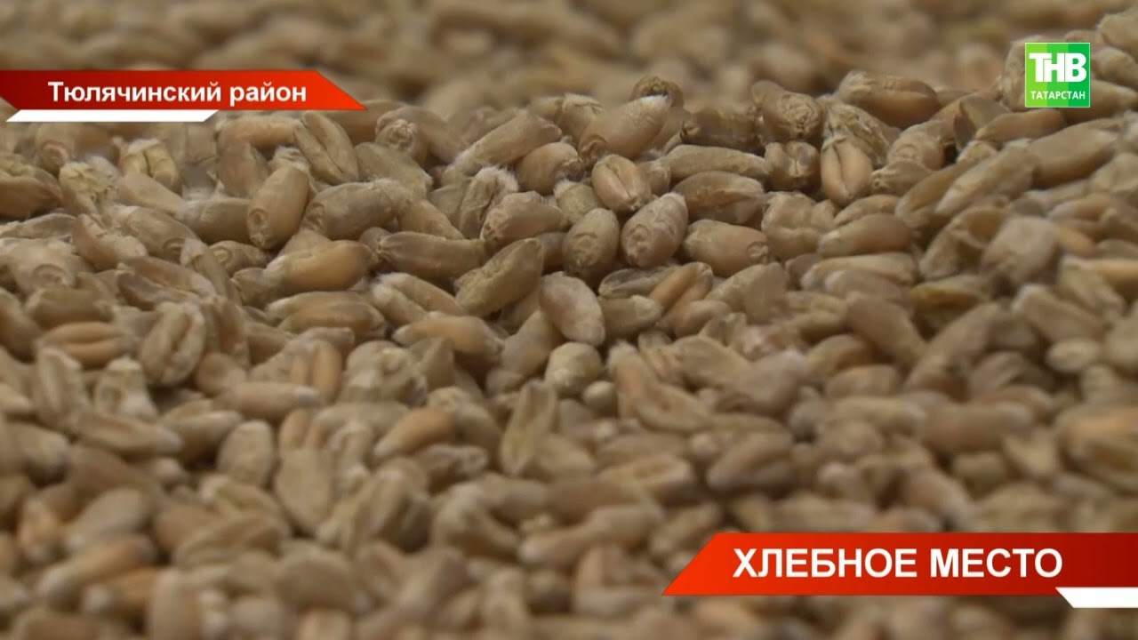 В Татарстане открыли новый семенной завод по производству, очистке и переработке зерна