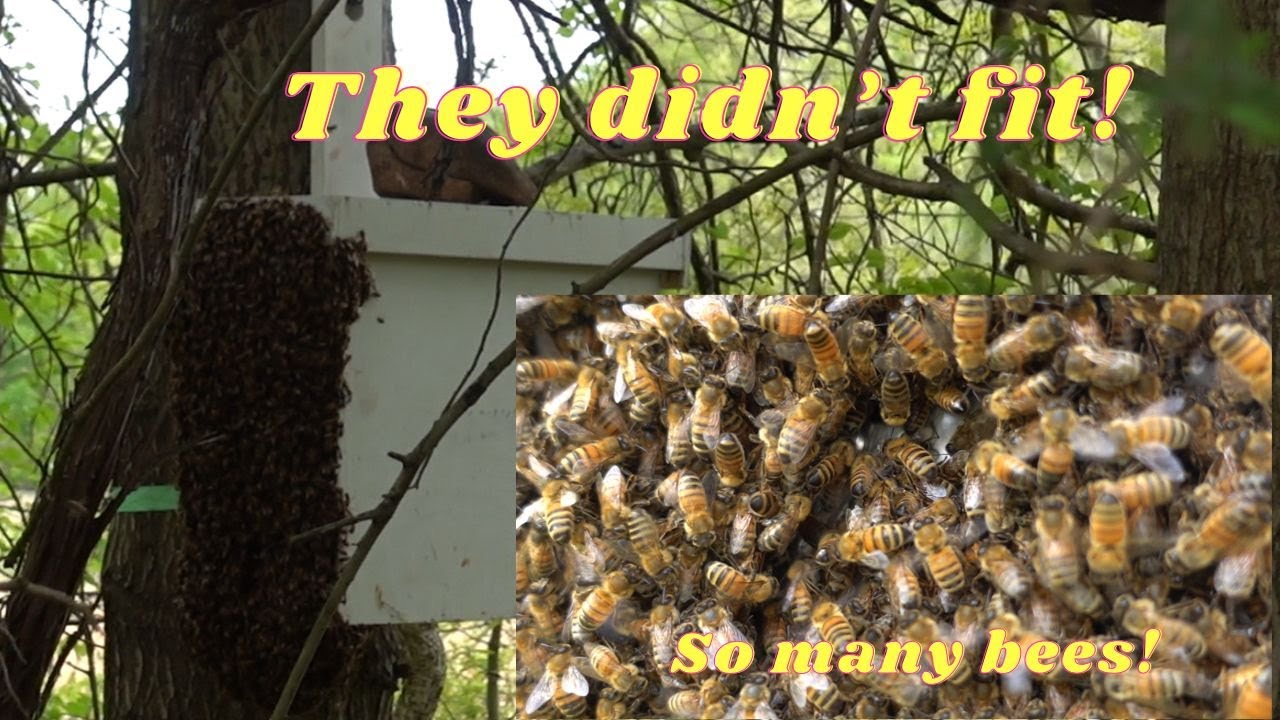 Swarm was too big for the trap! What now?