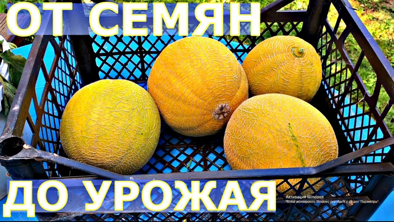 КАК ВЫРАЩИВАТЬ ДЫНЮ В ПОДМОСКОВЬЕ?