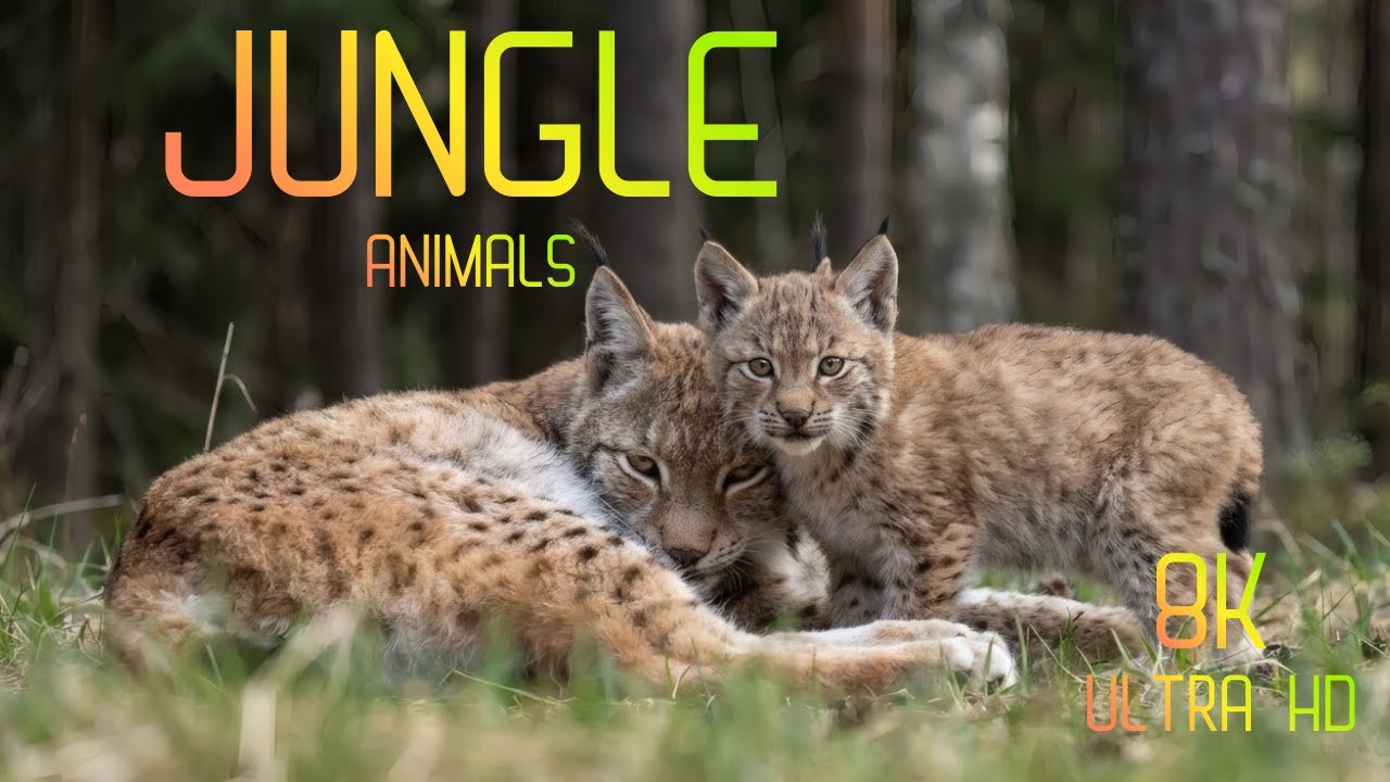 8K Animal World in Ultra HD | Lively Wildlife Scenes with Immersive Natural Sounds