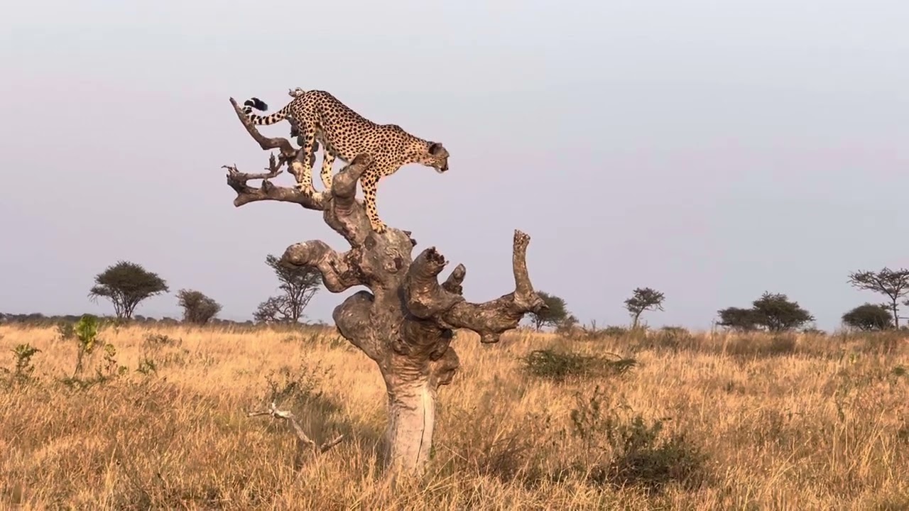 African Safari experience