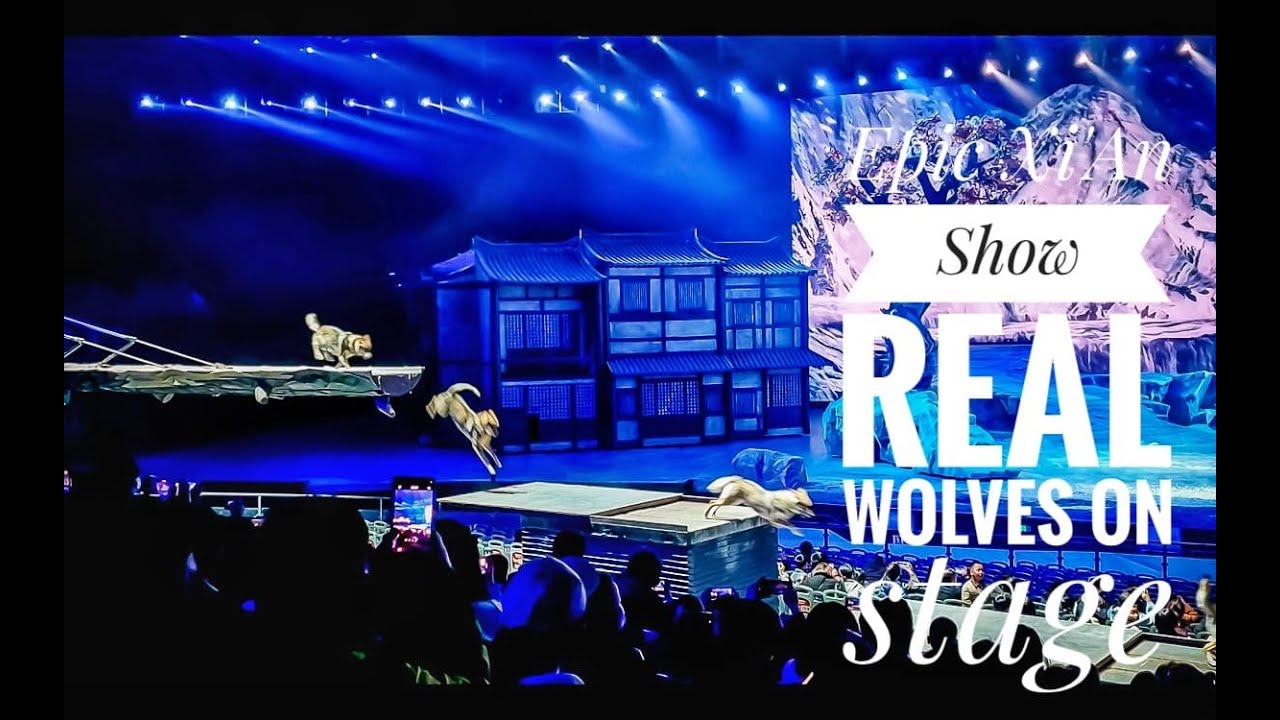 Epic Xi&rsquo;an Show: Real Camels & Wolves 🐫🐺 #china