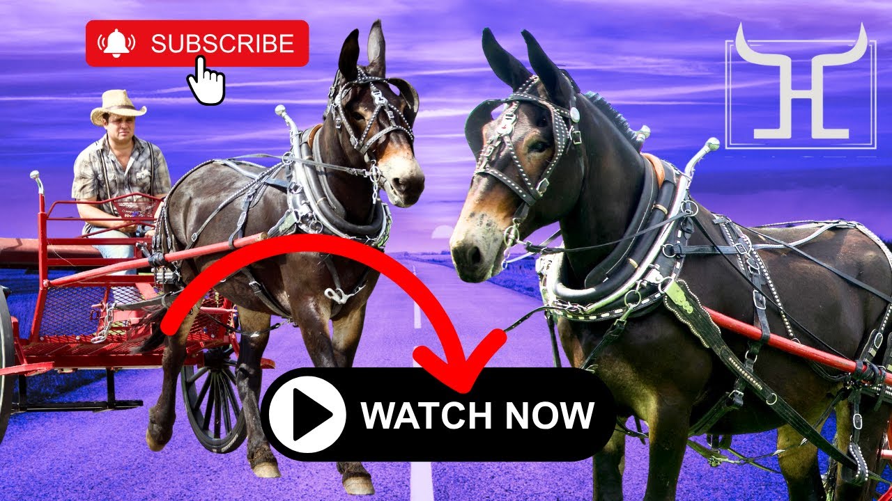 Arlis the Gentle Giant – Percheron Draft Mule for Sale!