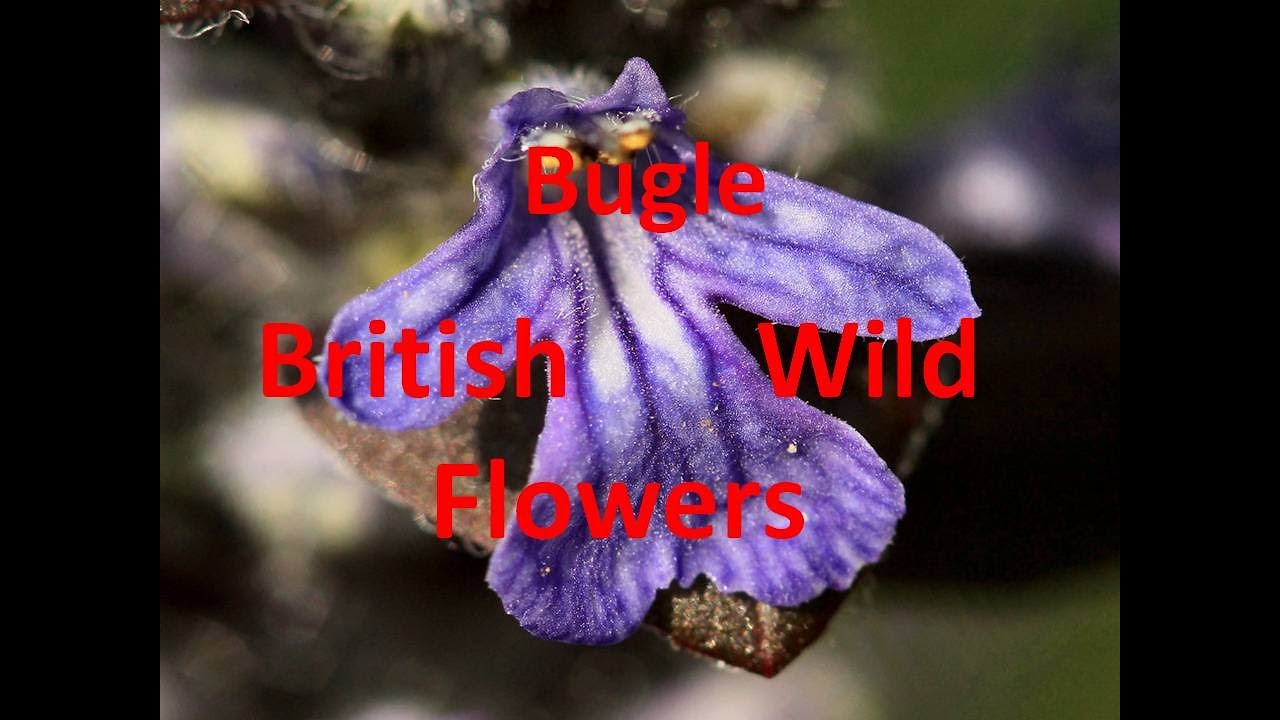 Bugle Ajuga reptens Identification