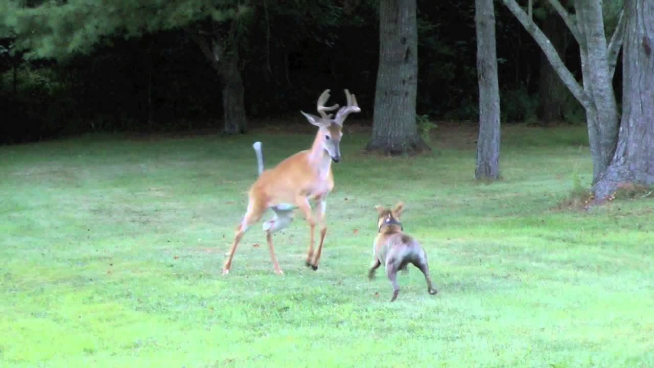 Bosco versus deer