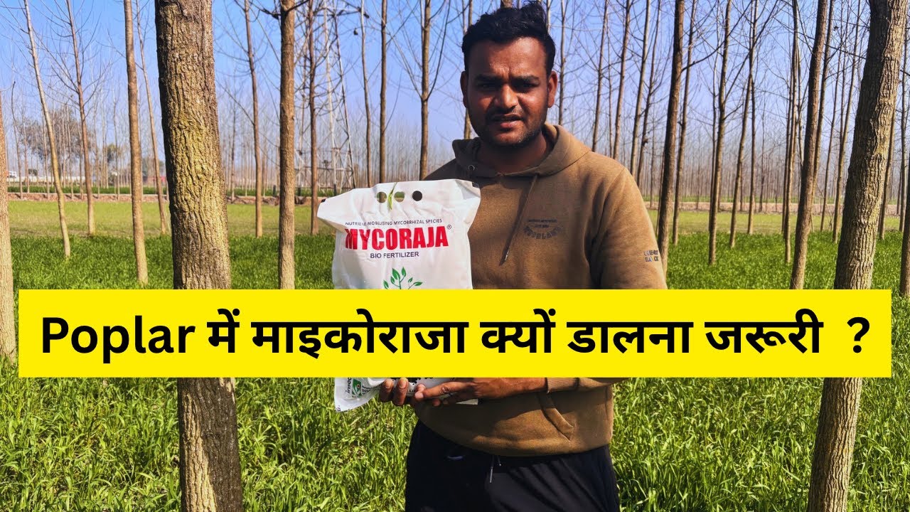 Poplar में माइकॉरिज़ल कैसे काम करता है | Micorrhiza bio fertiliser #trending #fertilizer #poplar 