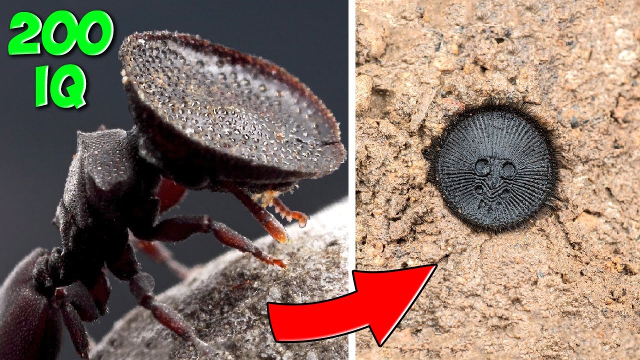 Les Chasseurs Godlike. 10 Insectes Prédateurs aux Techniques de Chasse Ingénieuses