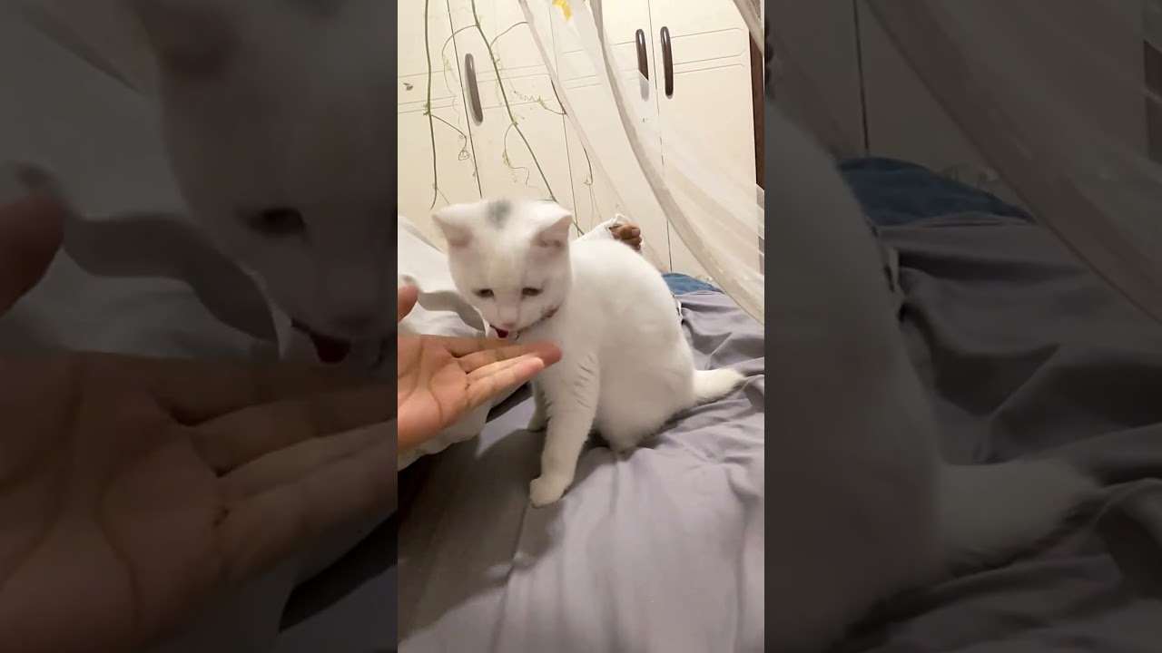 Disabled Cat and Owner Comfort Each Other: Silent Love and Perseverance