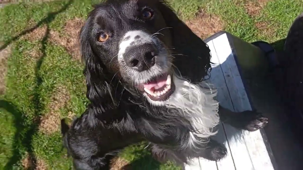 Top Dog Germany 2025 Video 3 #peppitheworkingcocker #frompuppytopro