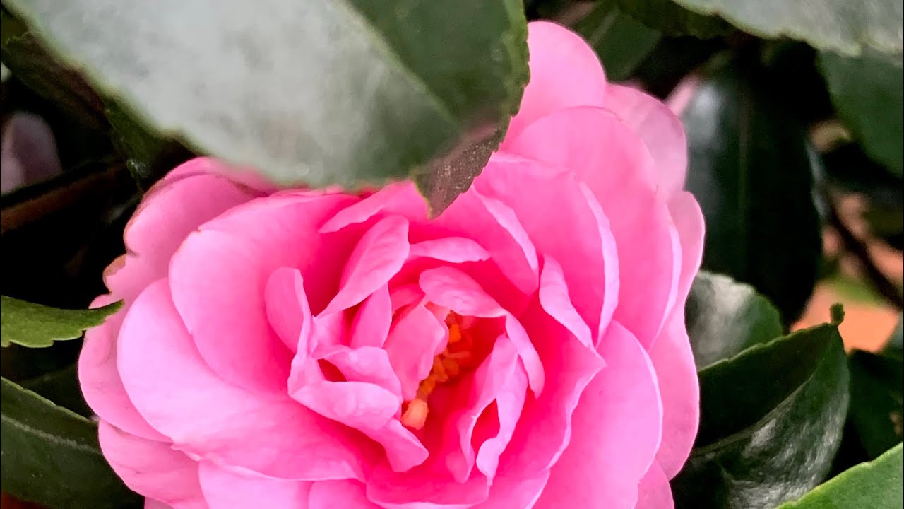 ピンクのサザンカの花言葉は「永遠の愛」　　　　　　　　癒しの花と音楽