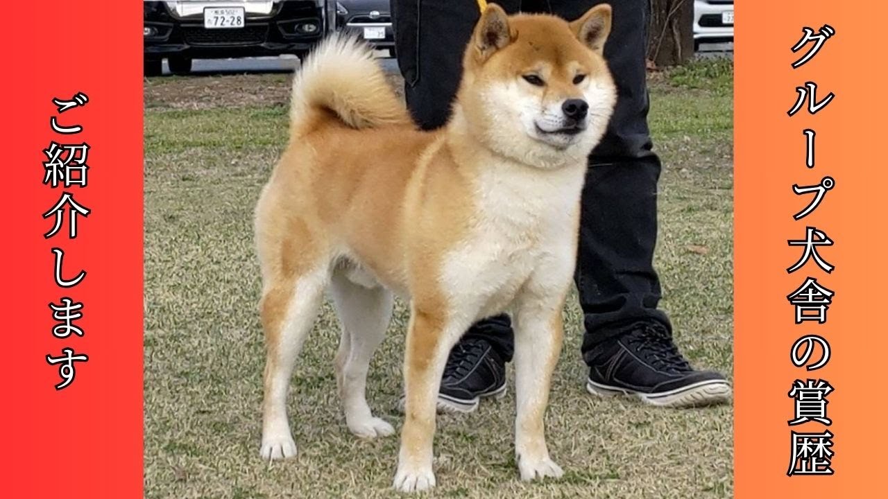 直近のグループ犬舎の賞歴をご紹介します！