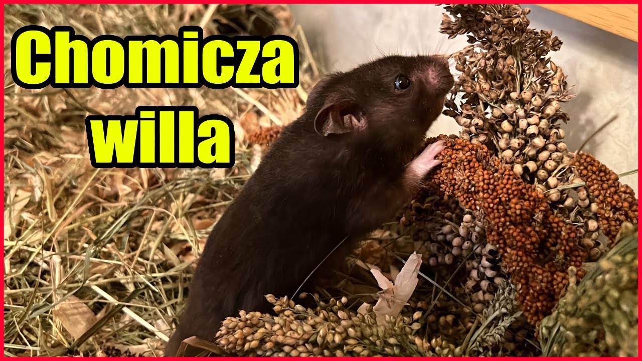 Porządki w akwarium chomika  - zmiana wystroju