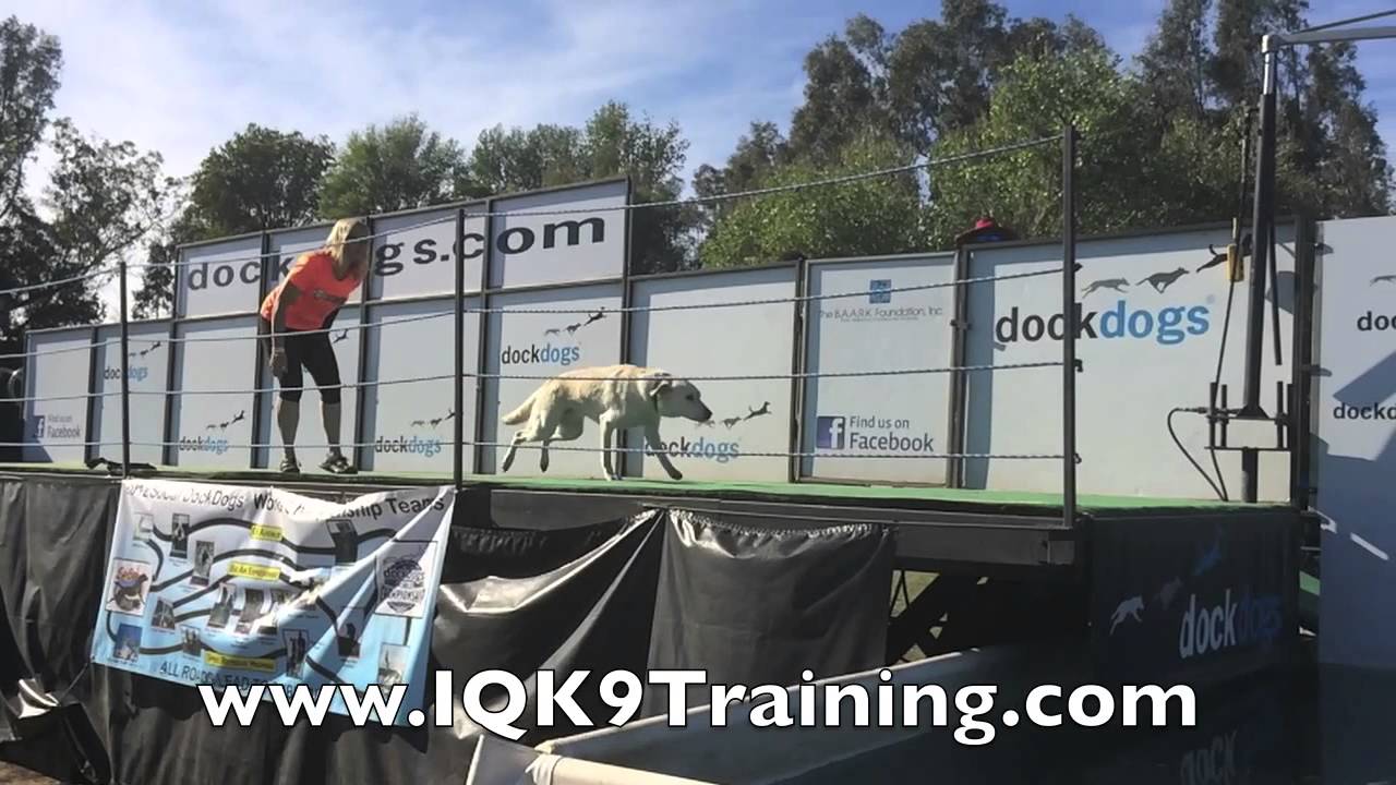 IQ K9 TRAINING | Oceanside Dock Diving Labrador Retriever, 'Dooley' and Lianne Shinton
