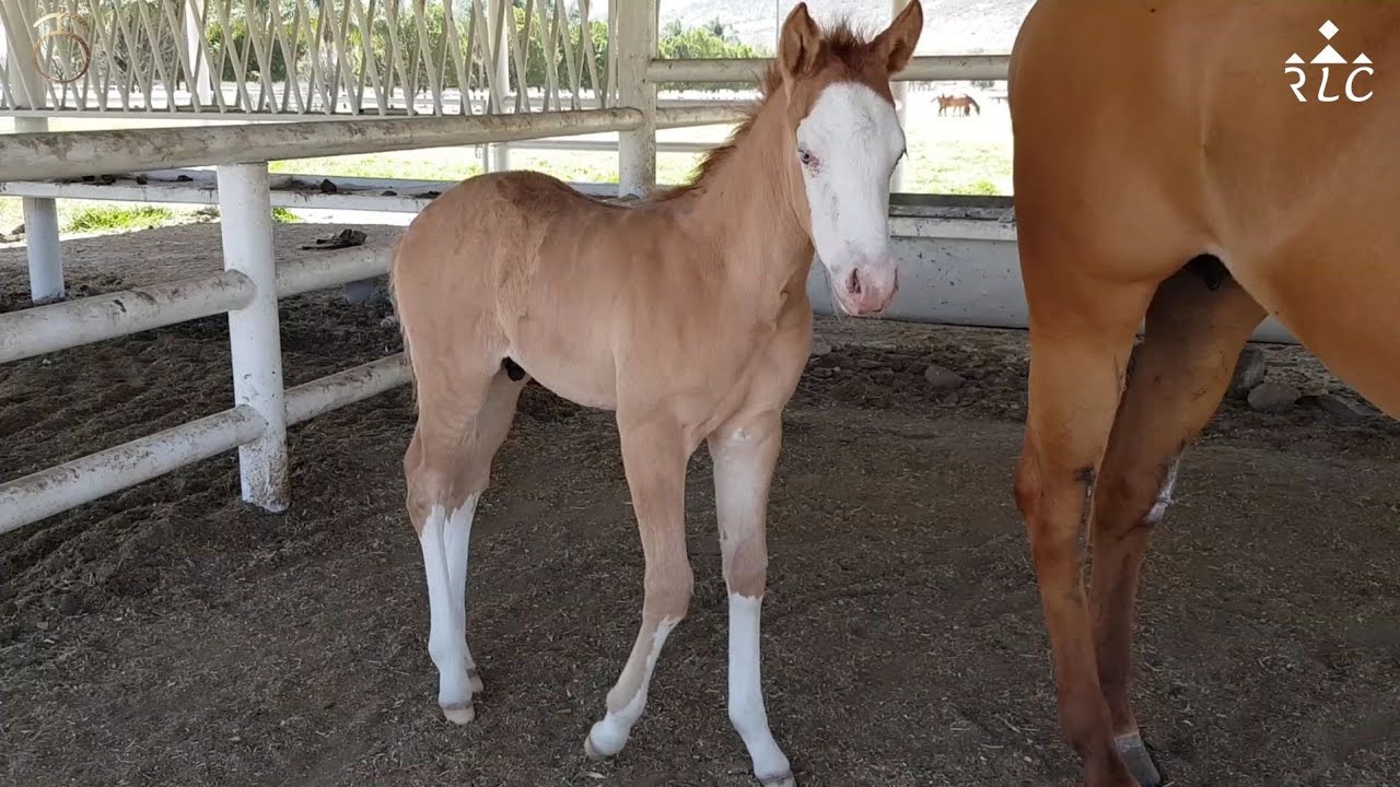Visita a Rancho Santa María en Tlajomulco de Zúñiga, Jalisco