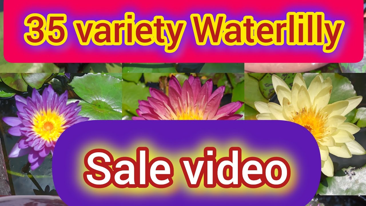 35 വെറൈറ്റി ആമ്പലുകൾ #sale video#9447113941