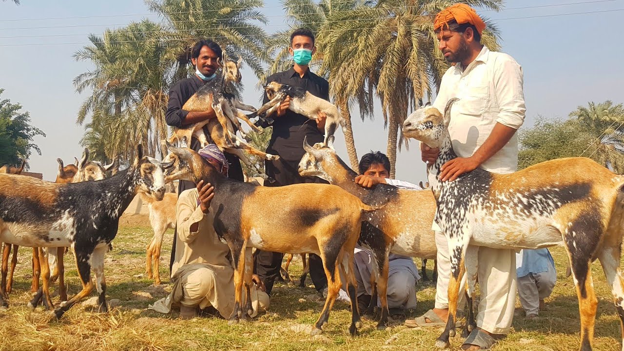 Top Class Barbari Goats of Rahim Yar Khan | Complete Documentary