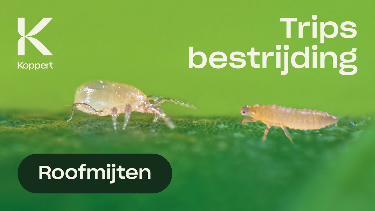 Trips bestrijden met roofmijt Neoseiulus cucumeris