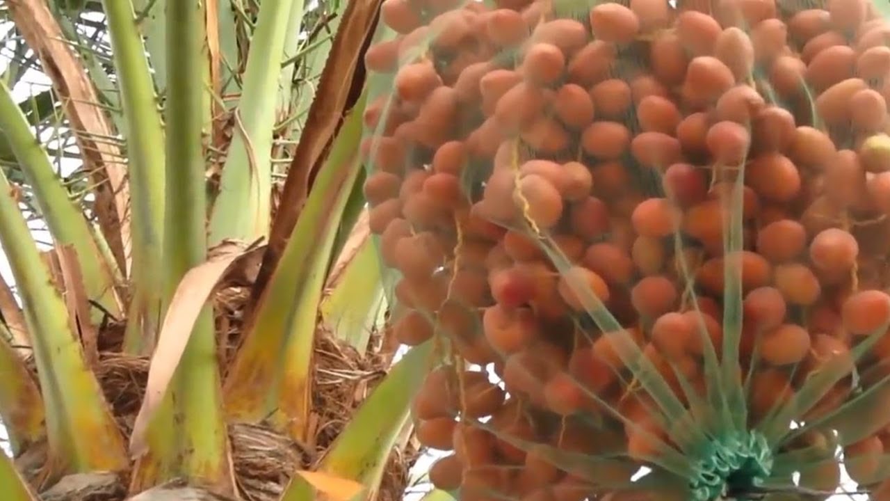 Dates palm Harvesting by Shaking Machine  Packing Dates Modern Agricultural Technology