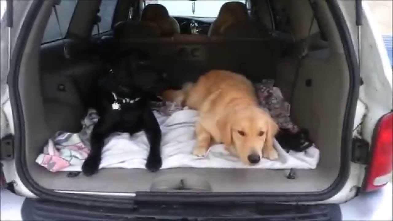 Hyper One Year Old Golden Retriever Off-Leash Obedience- Take the Lead K9 Training