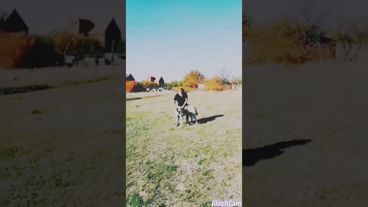 Турецкий Кангал, kangalK&ouml;peğin, Kangaldogs