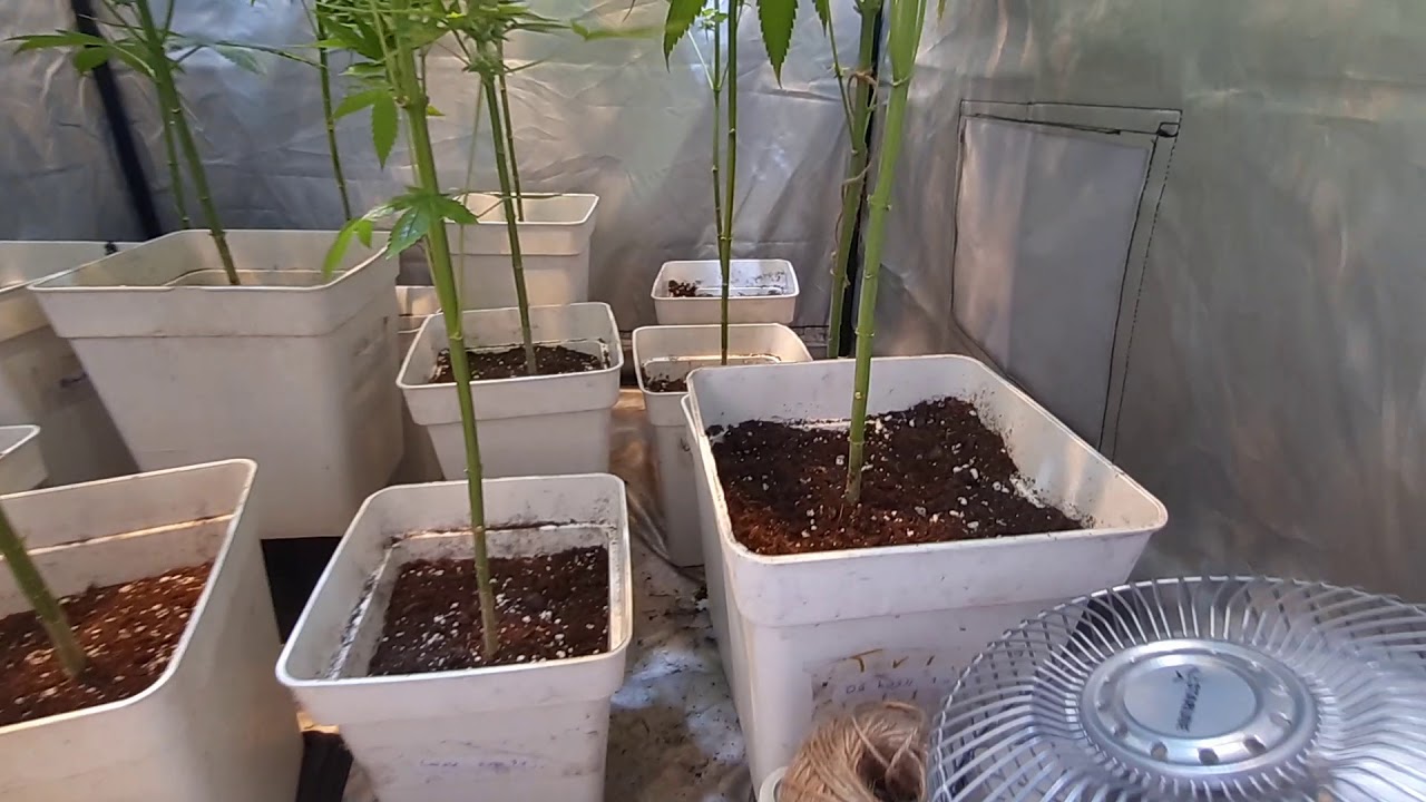 Sexta semana floraci&oacute;n Lec315w(4200k)+ Cob150w (2700k) S.A.D Psicodelicia Somango Og kush Choco Kush