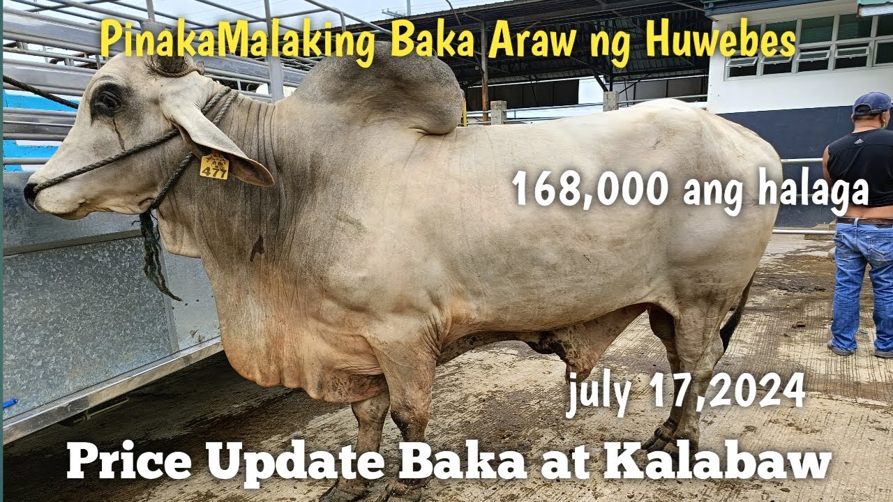 Malalaking Baka at Kalabaw Araw ng huwebes Padre Garcia Batangas