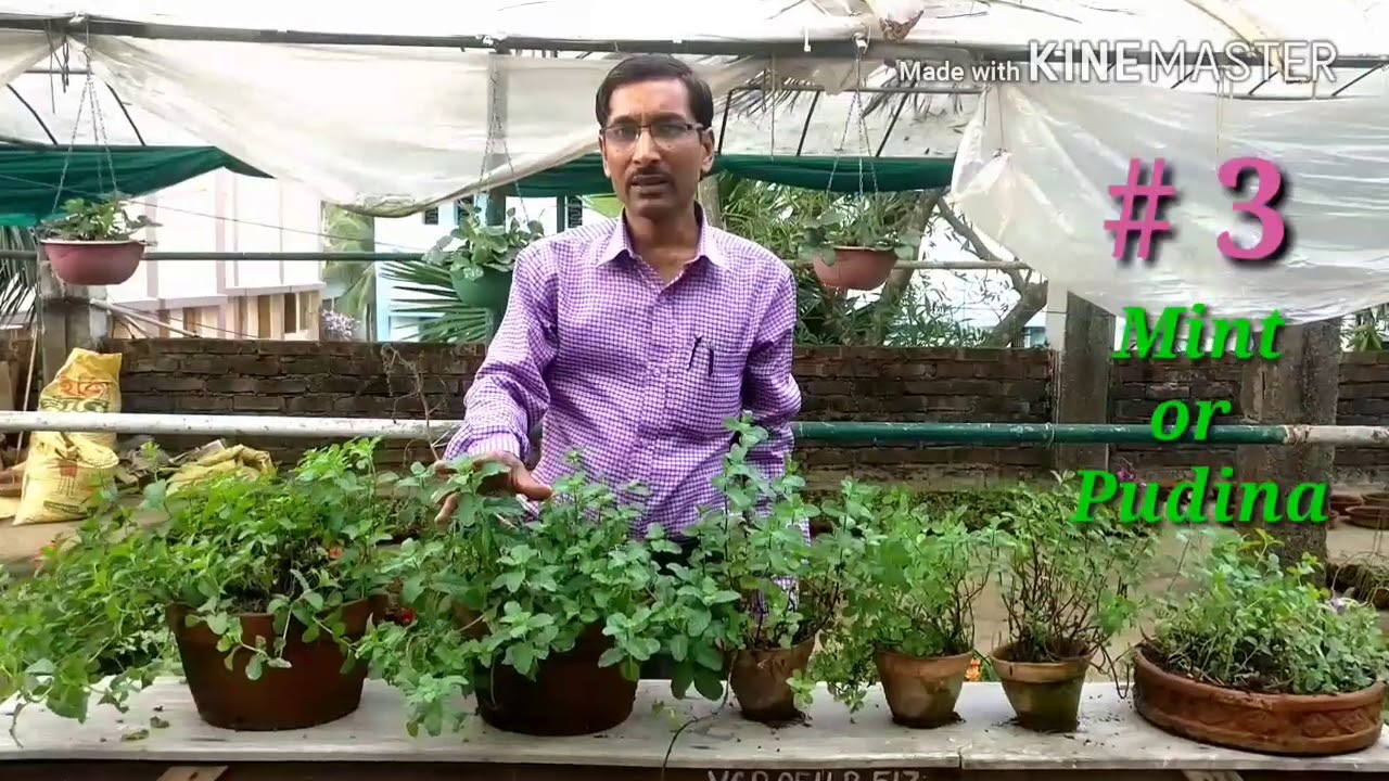घर से मच्छर भगाने वाले 5 पौधे । 5 plants that Repel Mosquitoes.